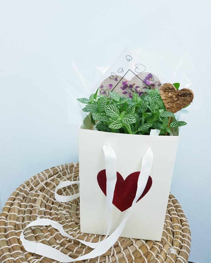 Valentines Gift Bag with Fittonia